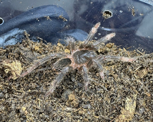 Abdomegaphobema mesomelas, formerly Megaphobema mesomelas (Costa Rican red leg tarantula) 1.5"