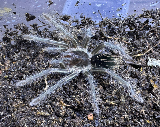 Megaphobema velvetosoma (Ecuadorian brown velvet tarantula) 1.5"