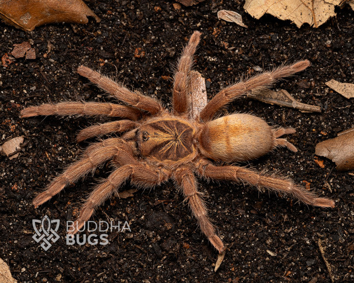 Neoholothele incei 'gold' (Trinidadian olive tarantula) 0.5"