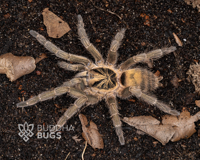 Neoholothele incei (Trinidadian olive tarantula) 0.5"