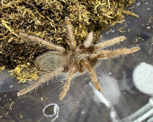 Nhandu carapoensis (Brazilian red tarantula) 0.33"