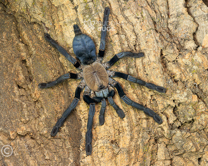 Omothymus sp. 'hati hati' (Sulawesi violet tarantula) 0.75"