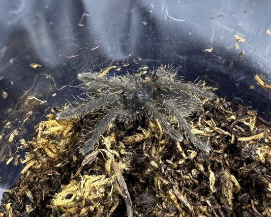 Omothymus sp. 'Langkawi' (Langkawi earth tiger tarantula) 1"