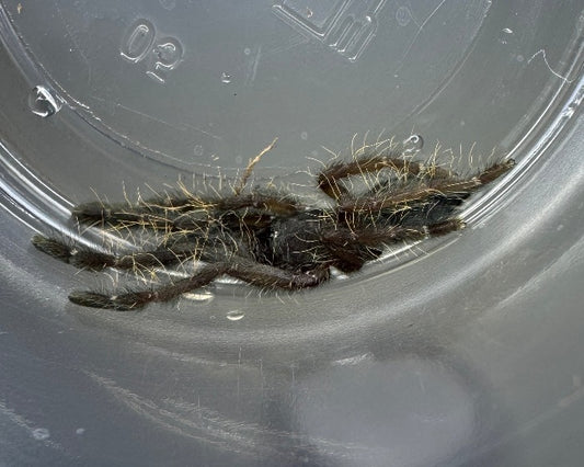 Omothymus sp. 'Sumatran tiger' (Sumatran earth tiger tarantula) 0.75"