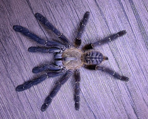 Omothymus sp. 'Sumatran tiger' (Sumatran earth tiger tarantula) 0.75 ...