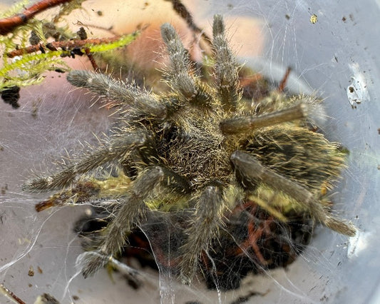 Ornithoctoninae sp. 'Hai Bia' (Hai Bia earth tiger tarantula) 1"