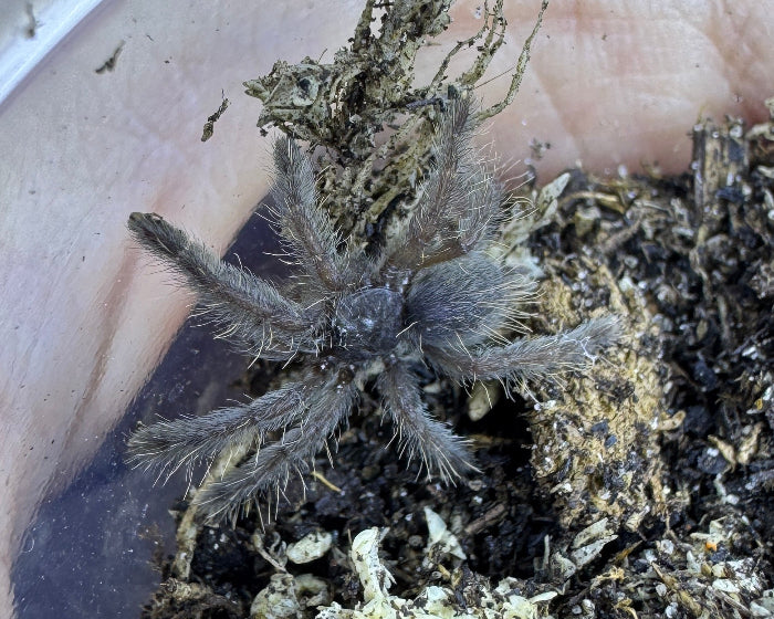 Ornithoctoninae sp. ‘Davao Oriental', formerly O. sp. 'Mindanao Oriental’ (Davao Oriental earth tiger tarantula) 0.75"