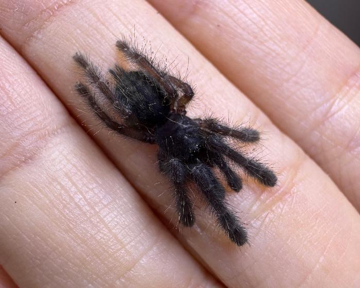 Ornithoctoninae sp. 'Haribon' (Haribon earth tiger tarantula) 0.75"