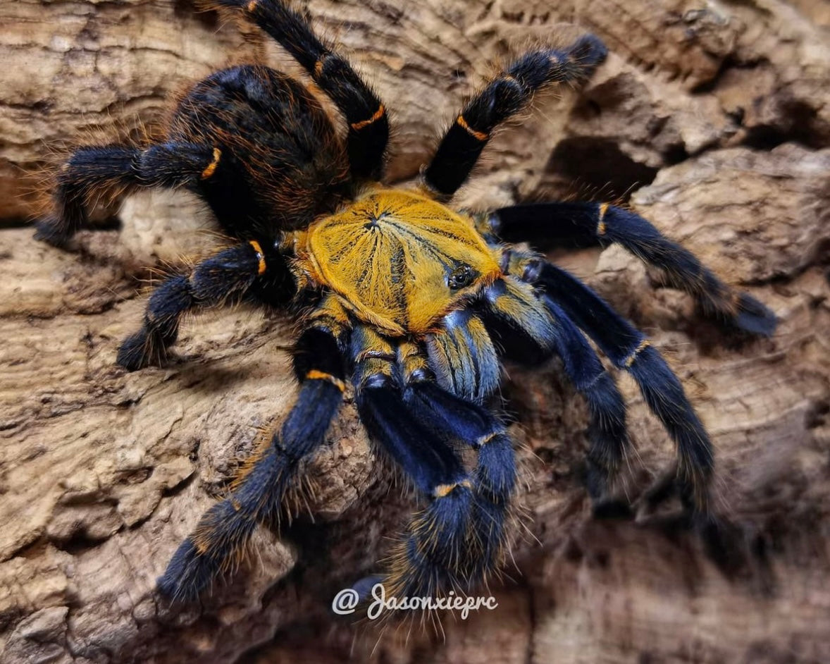 Ornithoctoninae sp. 'Ho Chi Minh, DCF' (Ho Chi Minh earth tiger tarantula) 0.75"