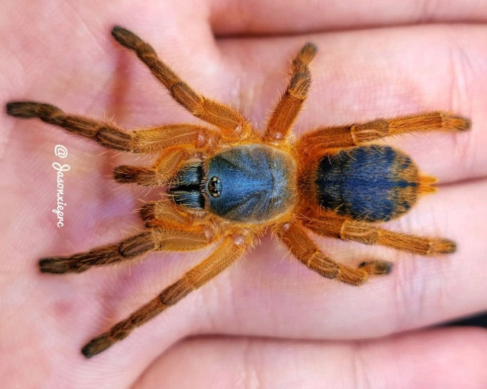 Ornithoctoninae sp. 'Hon-Sej' (Hon-Sej orange earth tiger tarantula) 0.75"