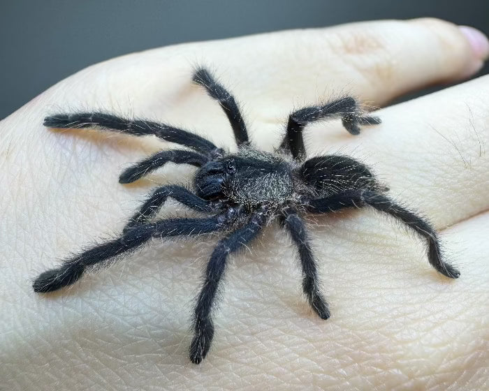 Ornithoctoninae sp. 'Phan Cay blue' (Phan Cay earth tiger tarantula) 1"