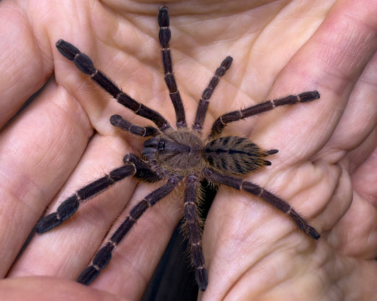 Ornithoctoninae sp. 'Phan Cay blue' (Phan Cay earth tiger tarantula) 1"