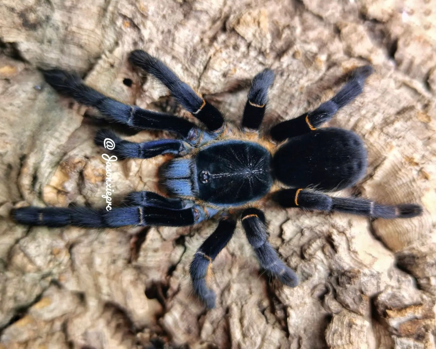 Ornithoctonus sp. 'Ranong blue' (Ranong blue earth tiger tarantula) 0.75"