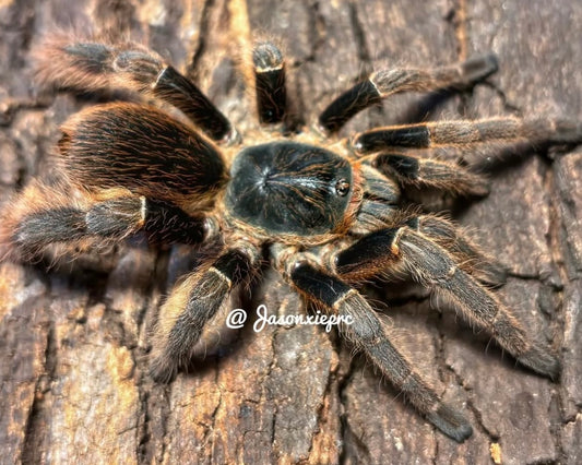 Ornithoctoninae sp. 'Vietnam highland' (Vietnamese highland earth tiger tarantula) 1"