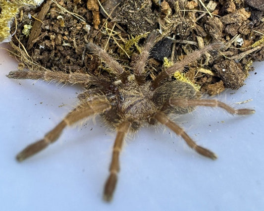 Ornithoctoninae sp. 'viridis' (Vietnamese green earth tiger tarantula) 0.75"