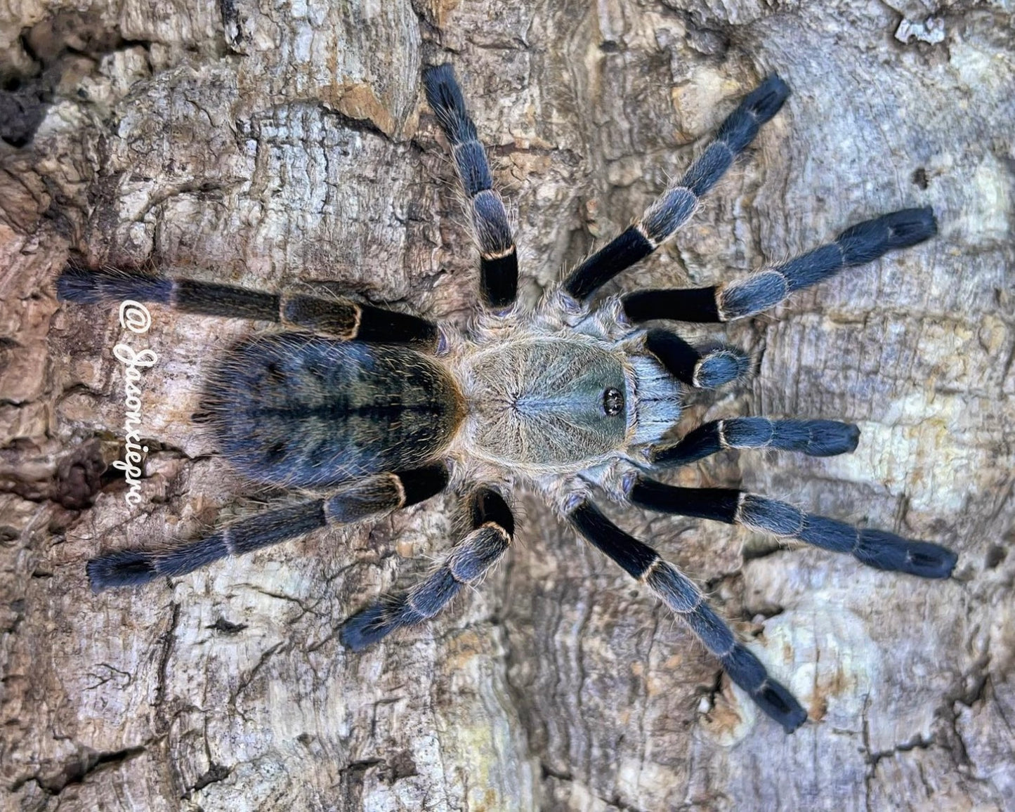 Ornithoctonus costalis (silver grey earth tiger tarantula) 0.75"