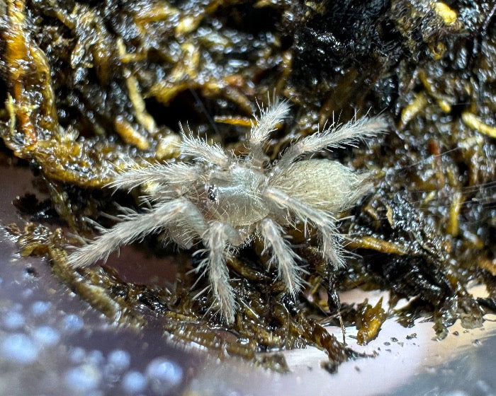 Orphnaecus sp. ‘Quezon blue’ (Quezon blue tarantula) 0.5"