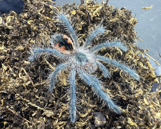 Pamphobeteus aff. insignis 'Ecuador' (Ecuadorian purple bloom tarantula) 1"