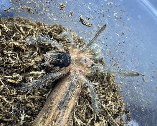 Pamphobeteus fortis (Colombian giant copperhead tarantula) 1"