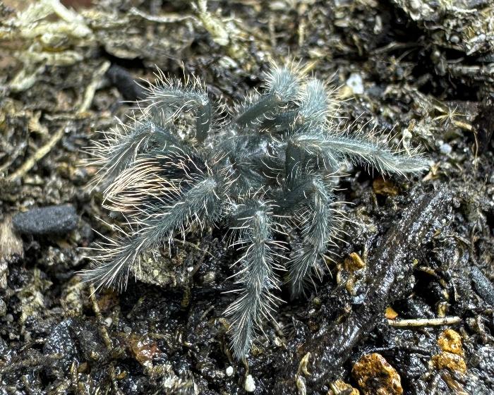 Pamphobeteus insignis (Colombian purple bloom tarantula) 1"