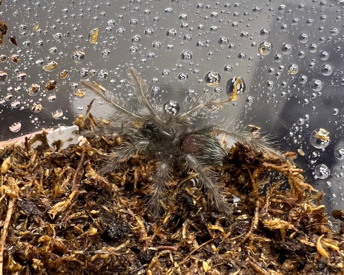 Pamphobeteus sp. 'araña pollito' (chicken spider tarantula) 1"