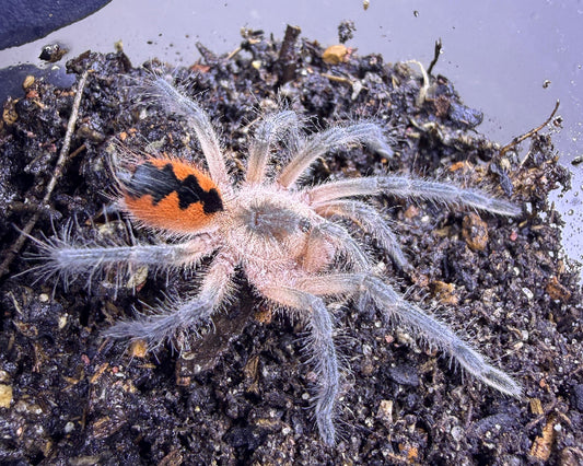 Pamphobeteus sp. 'cascada' (cascada bird-eating tarantula) 1.5"