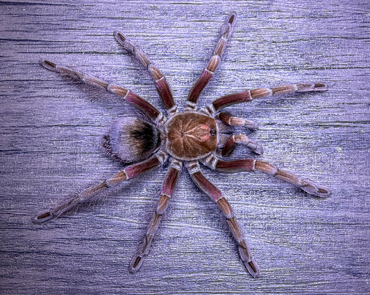 Pamphobeteus sp. 'Machala' (Machala purple bloom tarantula) 1"