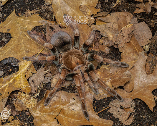 A female Pamphobeteus sp. 'mascara', a mascara bird-eating tarantula, poses on terra preta.