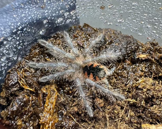 Pamphobeteus sp. ‘platyomma’ (Ecuadorian pink bloom tarantula) 1"