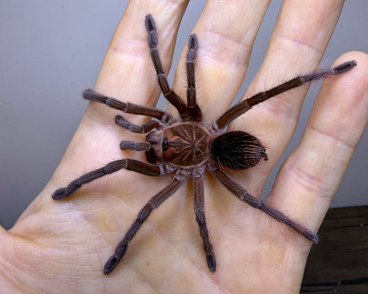 Pamphobeteus sp. ‘platyomma’ (Ecuadorian pink bloom tarantula) 2.75" FEMALE