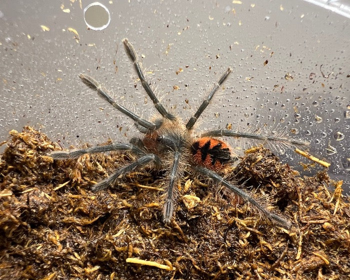 Pamphobeteus sp. 'tigris' (Ecuadorian black bird-eating tarantula) 1.5"