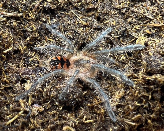 Pamphobeteus vespertinus (Ecuadorian red bloom tarantula) 1"