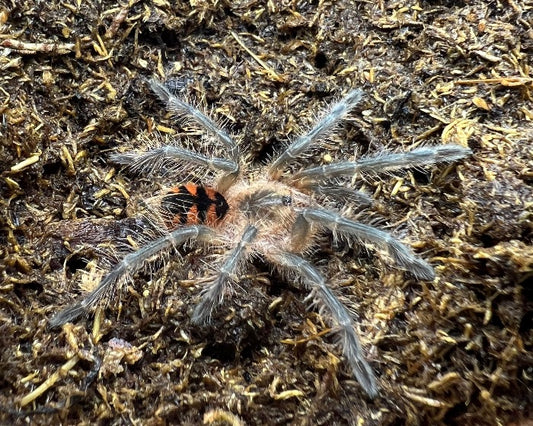 Pamphobeteus vespertinus (Ecuadorian red bloom tarantula) 1"