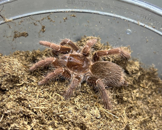 Pelinobius muticus (king baboon tarantula) 1"