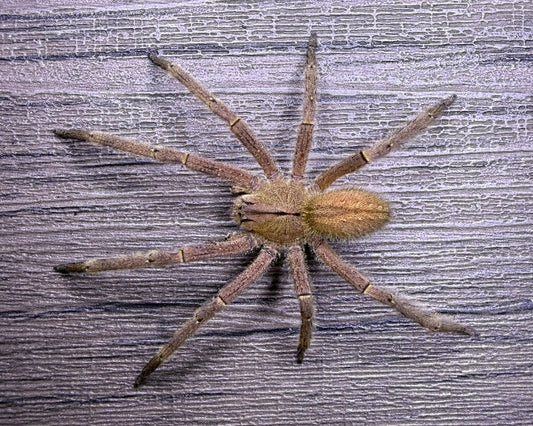 Phoneutria depilata (depilated wandering spider) 0.5"