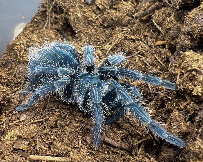 Phormictopus atrichomatus (red island bird-eating tarantula) 0.75"