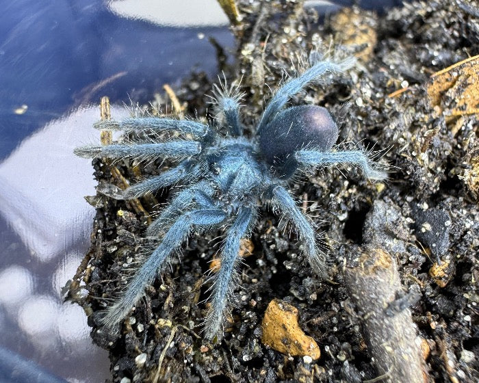 Phormictopus sp. 'full green' (Dominican full green bird-eating tarantula) 1"