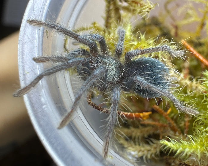 Phormictopus sp. 'green gold carapace' (green and gold carapace bird-eating tarantula) 0.75"