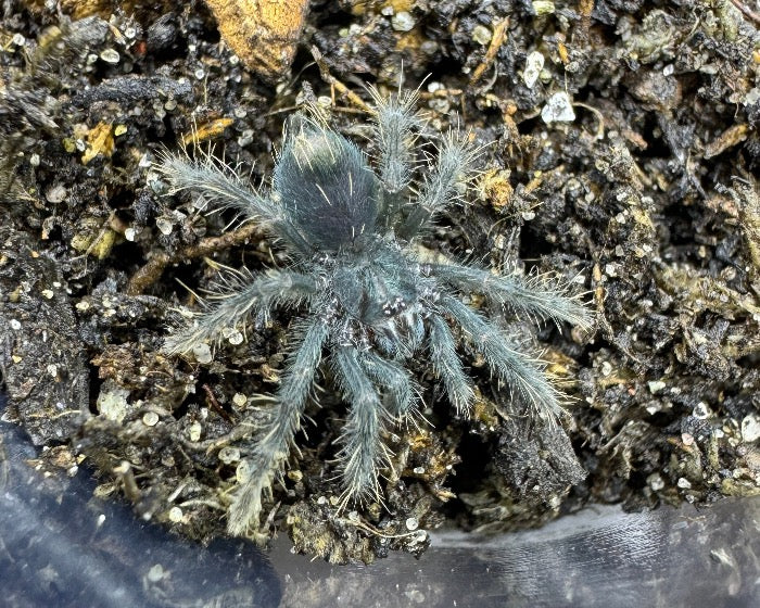 Phormictopus sp. 'Oriente' (Oriente bird-eating tarantula) 0.75"