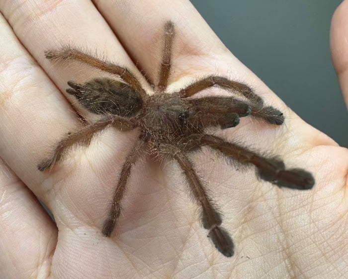 Phormingochilus everetti (Sarawak earth tiger tarantula) 1"