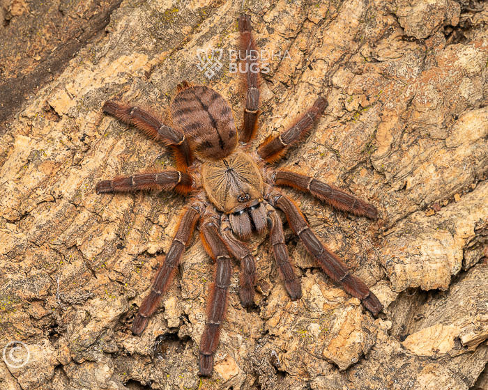 A female Phormingochilus sp. 'rufus', a peach earth tiger tarantula, poses on cork bark.