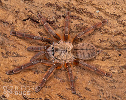 A female Phormingochilus sp. 'rufus', a peach earth tiger tarantula, poses on cork bark.