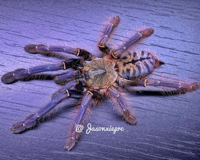 Phormingochilus sp. 'Sabah blue' (Sabah blue earth tiger tarantula) 1"