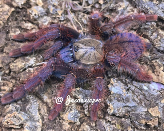 Phormingochilus sp. 'Sabah red' (Sabah red earth tiger tarantula) 0.75"