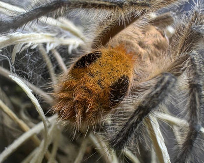 Phrixotrichus scrofa (Chilean copper tarantula) 0.5"