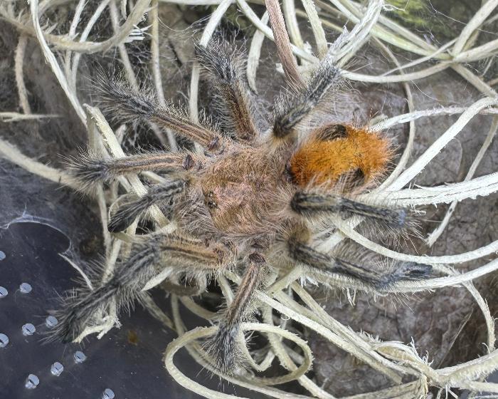 Phrixotrichus scrofa (Chilean copper tarantula) 0.5"