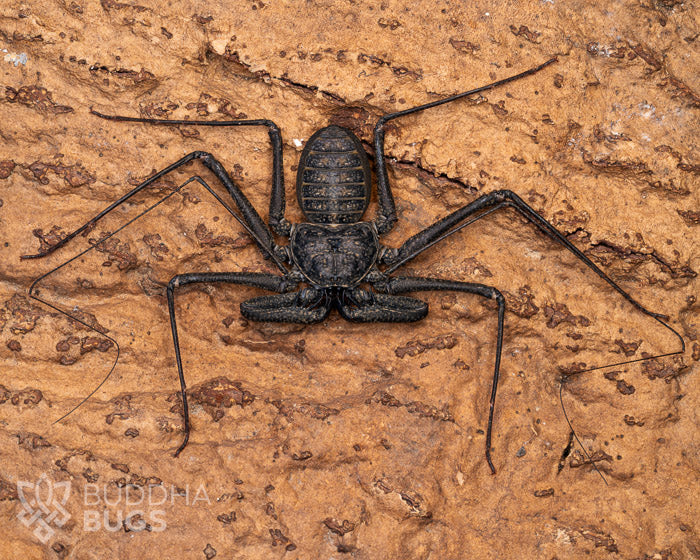 An adult male Phrynus whitei, a White's tailless whip spider, poses on a piece of natural cork bark.