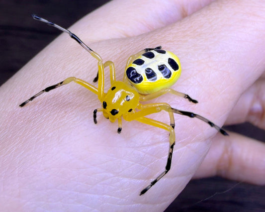 Platythomisus octomaculatus (eight-spotted crab spider) 0.75" FEMALE