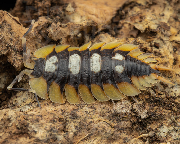 Porcellio expansus 'orange' (expanded woodlouse) 6ct