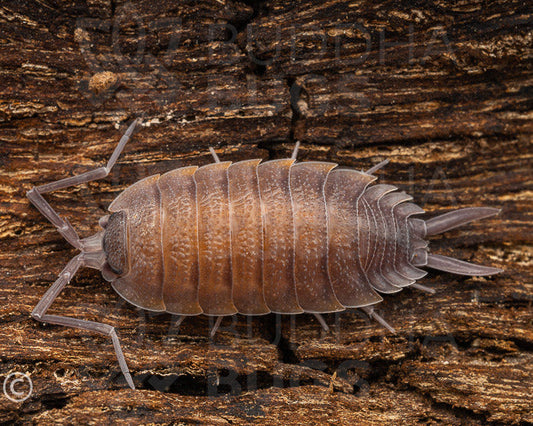 Porcellio sp. 'Valencia' 12ct